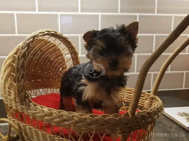 12 weeks of age Yorkshire Terrier Puppies for sale in Manchester, Greater Manchester