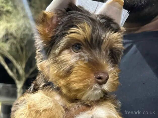 12 weeks old Yorkshire terrier puppy's for sale in Banbury, Oxfordshire - Image 1