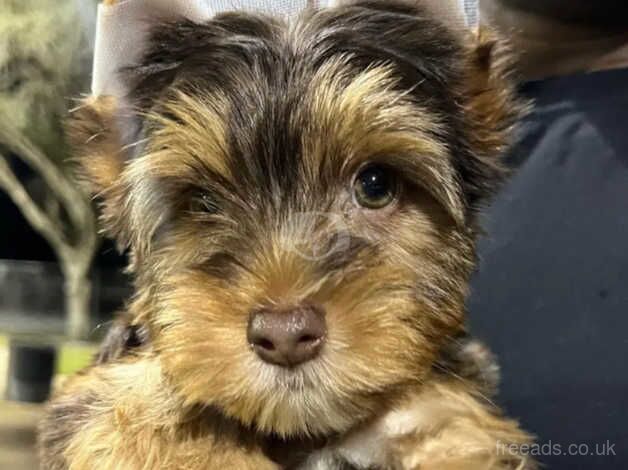 12 weeks old Yorkshire terrier puppy's for sale in Banbury, Oxfordshire - Image 2
