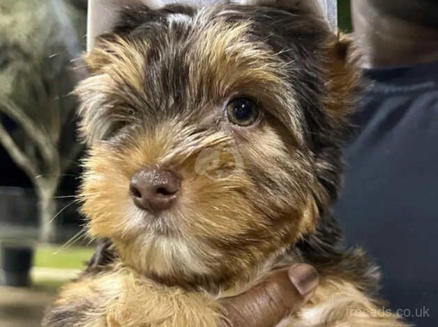 12 weeks old Yorkshire terrier puppy's for sale in Banbury, Oxfordshire - Image 3
