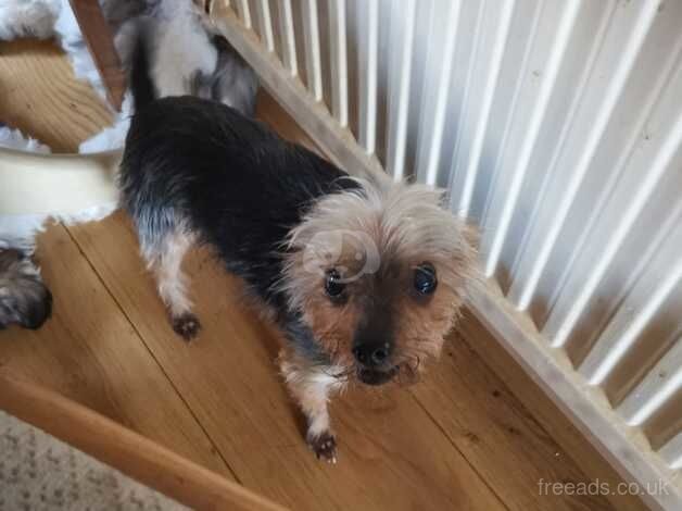 13 yrs old male dog for sale in Newquay, Cornwall