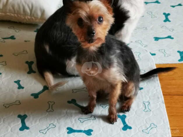 13 yrs old Yorkshire terrier male for sale in Newquay, Cornwall