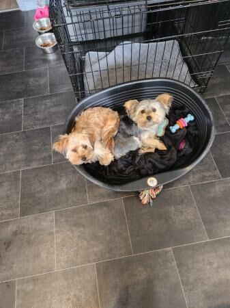 15 month old morkie female and 15 month old yorkie male for sale in Rishton, Lancashire