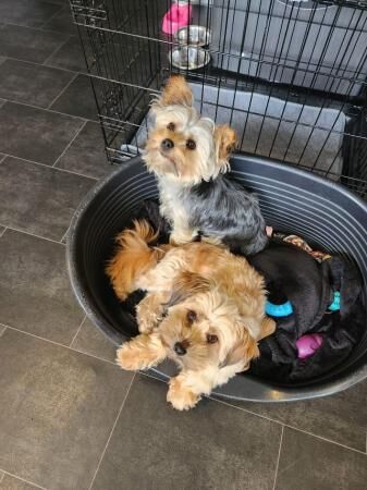 15 Month Old Morkie Female And 15 Month Old Yorkie Male For Sale in ...