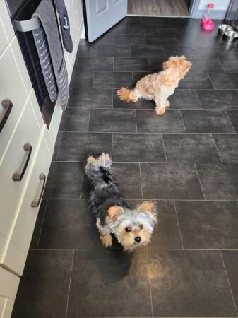 15 month old morkie female and 15 month old yorkie male for sale in Rishton, Lancashire - Image 3