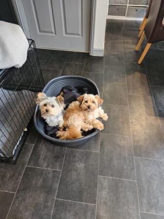 15 month old morkie female and 15 month old yorkie male for sale in Rishton, Lancashire - Image 4