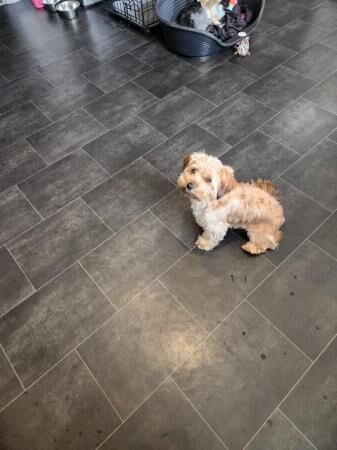 15 month old morkie female and 15 month old yorkie male for sale in Rishton, Lancashire - Image 5