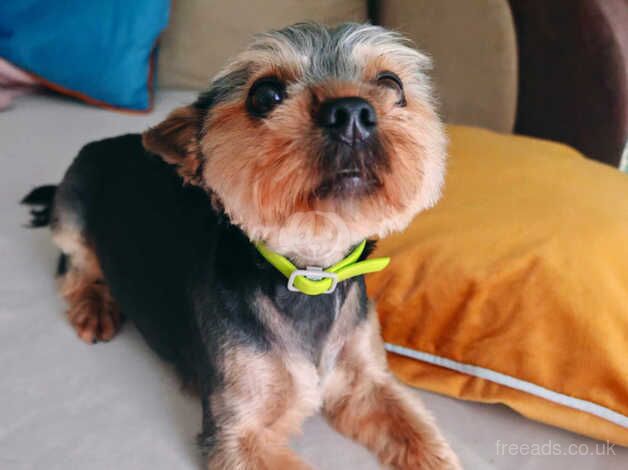 16 month old male yorkshire terrier for sale in Liverpool, Merseyside - Image 1