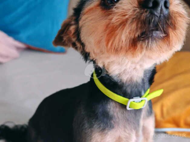 16 month old male yorkshire terrier for sale in Liverpool, Merseyside - Image 2
