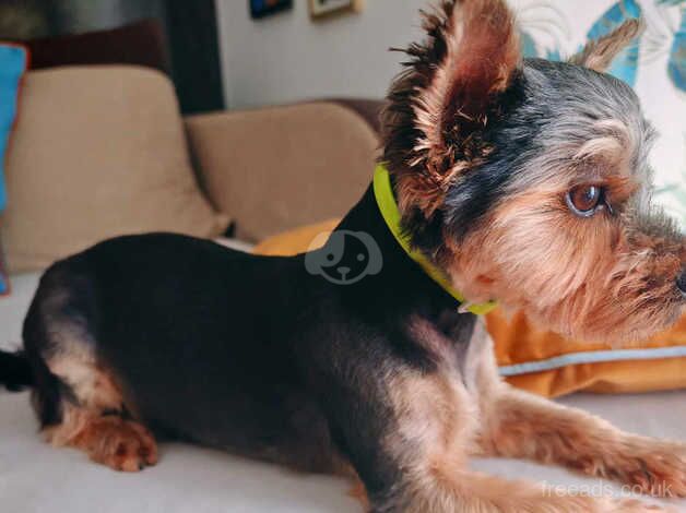 16 month old male yorkshire terrier for sale in Liverpool, Merseyside - Image 3