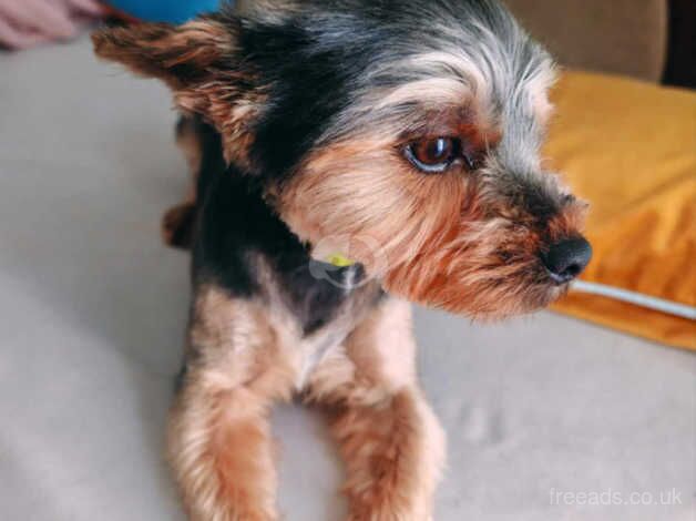 16 month old male yorkshire terrier for sale in Liverpool, Merseyside - Image 4