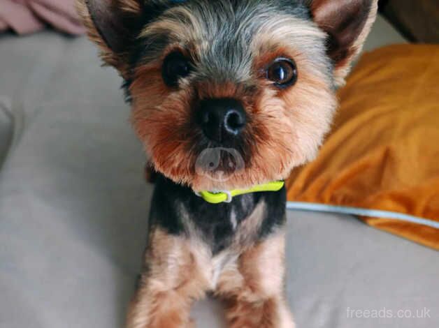 16 month old male yorkshire terrier for sale in Liverpool, Merseyside - Image 5