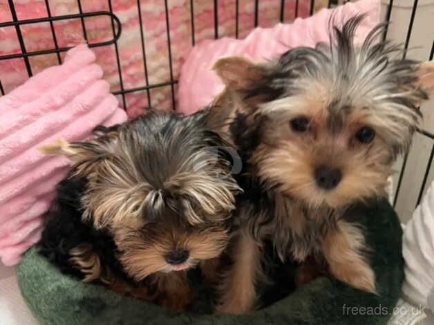 2 - 12 weeks old Yorkie puppies for sale in Crawley, Oxfordshire - Image 1