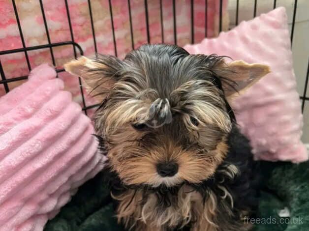 2 - 12 weeks old Yorkie puppies for sale in Crawley, Oxfordshire - Image 2