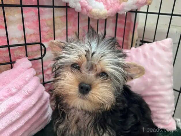 2 - 12 weeks old Yorkie puppies for sale in Crawley, Oxfordshire - Image 3