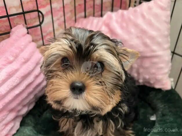 2 - 12 weeks old Yorkie puppies for sale in Crawley, Oxfordshire - Image 4