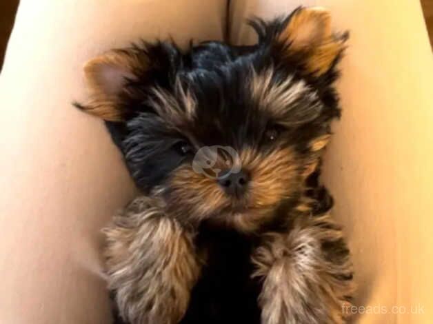 2 beautiful miniature Yorkshire terrier puppies for sale in Chipping Norton, Oxfordshire