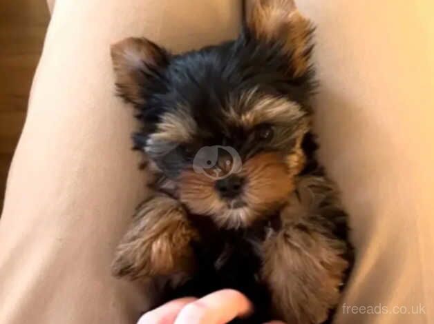 2 beautiful miniature Yorkshire terrier puppies for sale in Chipping Norton, Oxfordshire - Image 2