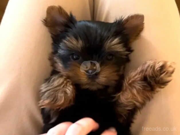 2 beautiful miniature Yorkshire terrier puppies for sale in Chipping Norton, Oxfordshire - Image 3