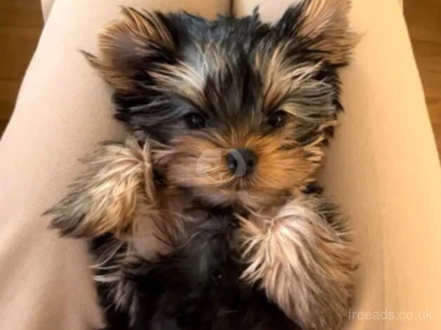 2 beautiful miniature Yorkshire terrier puppies for sale in Chipping Norton, Oxfordshire - Image 4