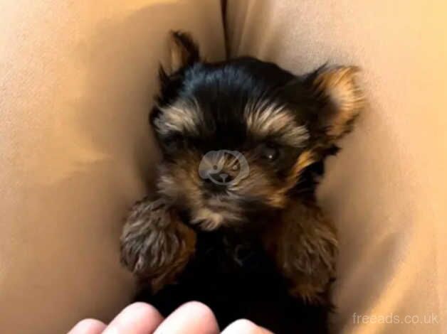 2 beautiful miniature Yorkshire terrier puppies for sale in Chipping Norton, Oxfordshire - Image 5