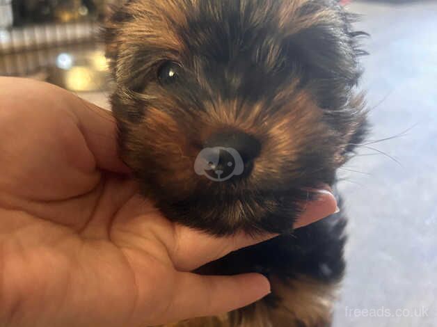 2 beautiful Yorkshire miniature terrier puppies left for sale in Manchester, Greater Manchester