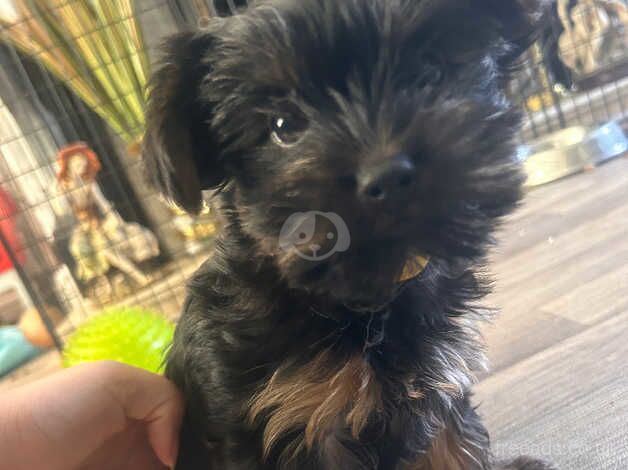 2 beautiful Yorkshire miniature terrier puppies left for sale in Manchester, Greater Manchester - Image 2