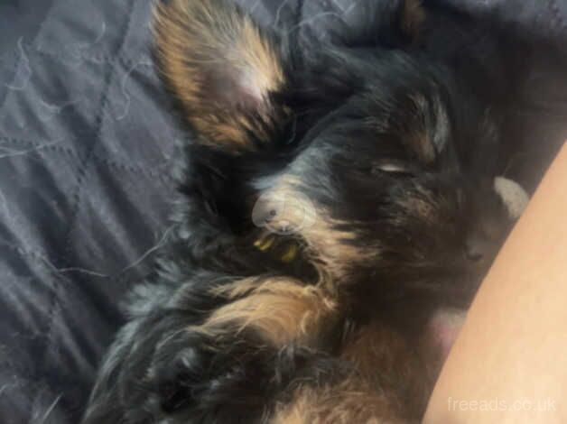 2 beautiful Yorkshire miniature terrier puppies left for sale in Manchester, Greater Manchester - Image 3