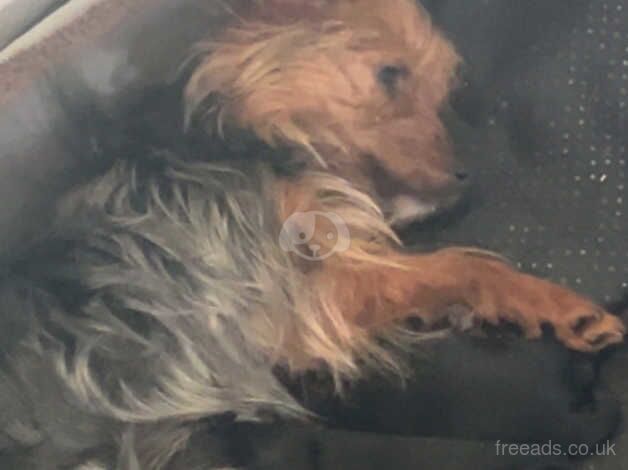 2 beautiful Yorkshire miniature terrier puppies left for sale in Manchester, Greater Manchester - Image 5