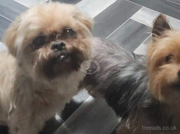 2 bonded elderly dogs for adoption for sale in Basildon, Essex - Image 1