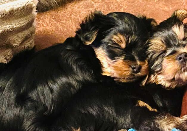 2 impeccable pedigree yorkshire terrier puppies for sale in Wembley, Brent, Greater London