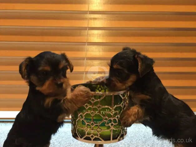 Kennel Club Registered Yorkie Puppies For Sale