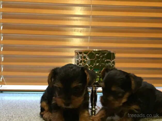 2 small Yorkshire terrier dogs for sale in Manchester, Greater Manchester - Image 2