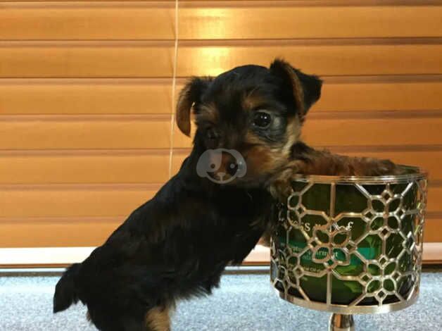 2 small Yorkshire terrier dogs for sale in Manchester, Greater Manchester - Image 3