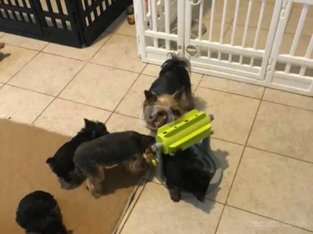 2 small Yorkshire terrier dogs for sale in Manchester, Greater Manchester - Image 4