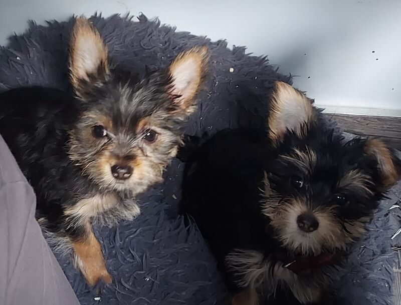 “1 Super Cute Tiny Yorkshire Terrier Pup Left (10 weeks Old)” for sale in Bexhill, East Sussex - Image 5