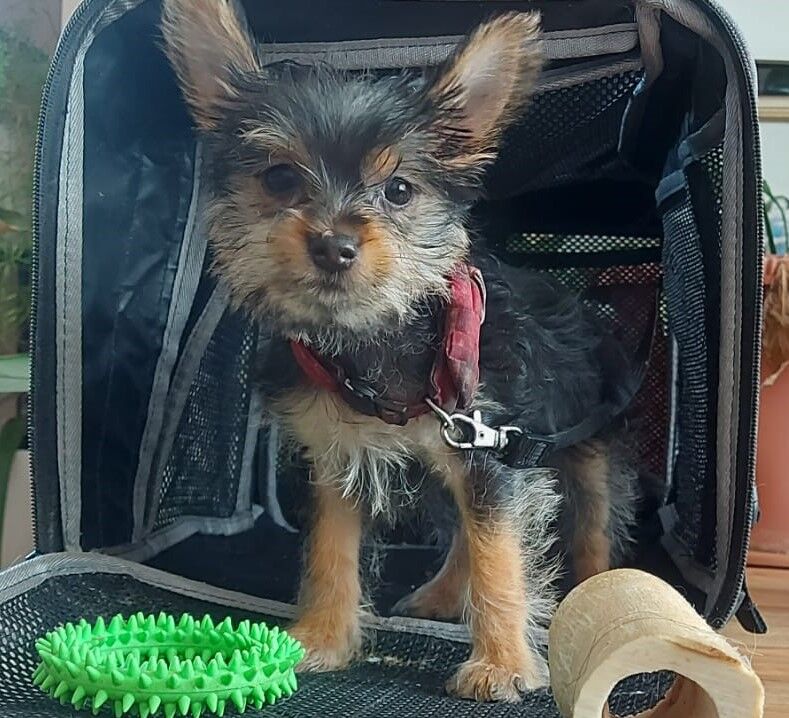 “1 Super Cute Tiny Yorkshire Terrier Pup Left (10 weeks Old)” for sale in Bexhill, East Sussex - Image 8