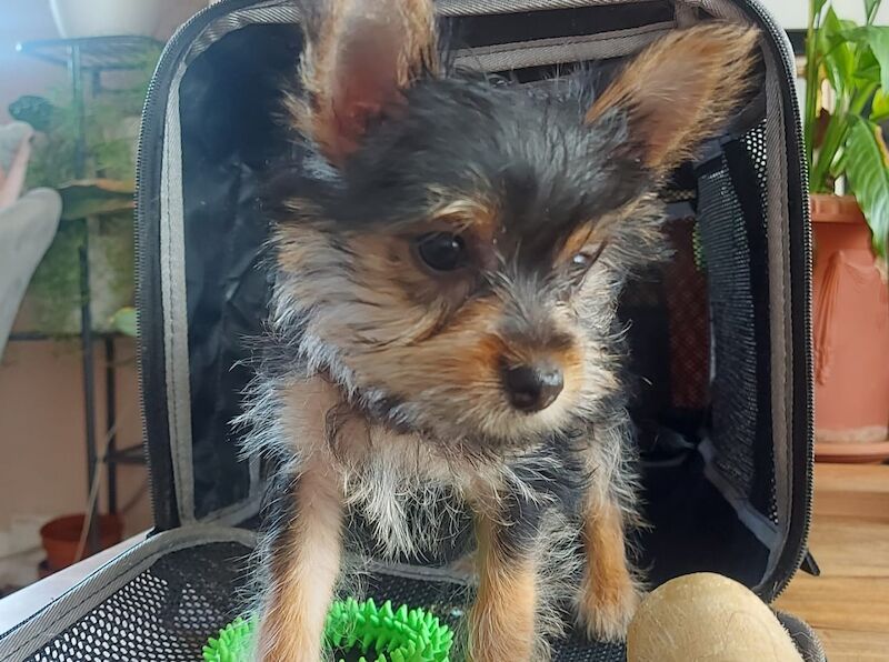 “1 Super Cute Tiny Yorkshire Terrier Pup Left (10 weeks Old)” for sale in Bexhill, East Sussex - Image 9