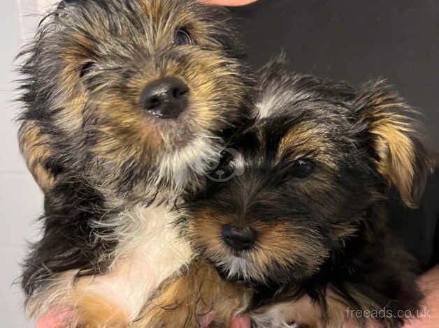 2 X YORKIE BOY PUPPES for sale in Southampton, Hampshire