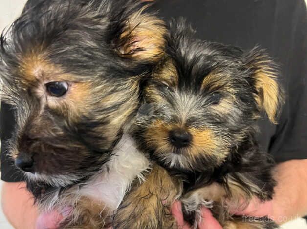 2 X YORKIE BOY PUPPES for sale in Southampton, Hampshire - Image 2