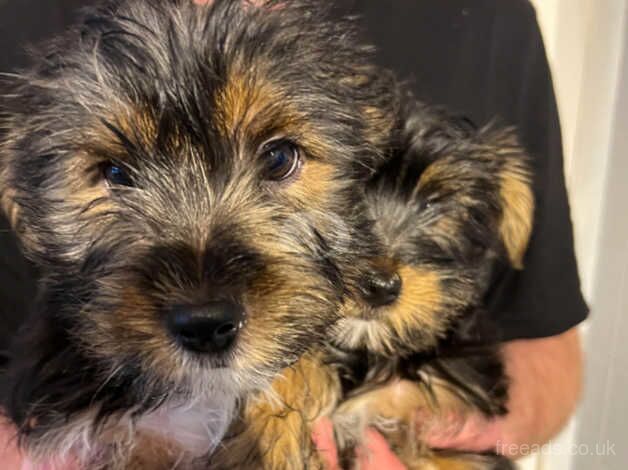 2 X YORKIE BOY PUPPES for sale in Southampton, Hampshire - Image 3