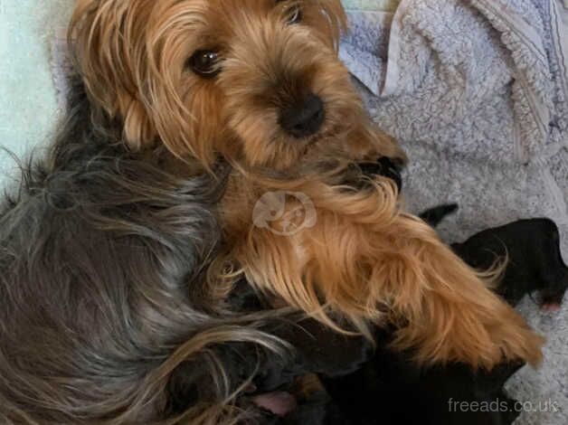 2 X YORKIE BOY PUPPES for sale in Southampton, Hampshire - Image 4