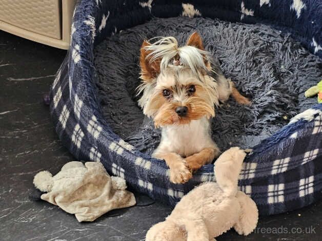 2 year old blue merle yorkshire terrier boy puppy for sale! for sale in Preston, Lancashire - Image 1