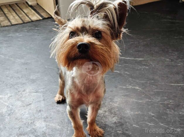 2 year old blue merle yorkshire terrier boy puppy for sale! for sale in Preston, Lancashire - Image 3