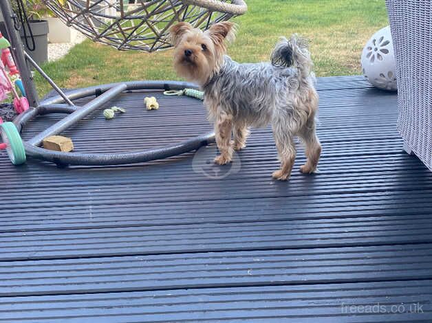 2 year old Yorkshire terrier for sale in Bristol