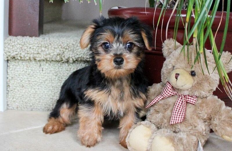 2 Yorkie puppies for sale in EC1N - Image 1