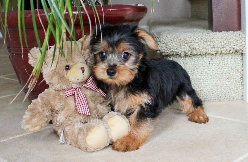 2 Yorkie puppies for sale in EC1N - Image 2