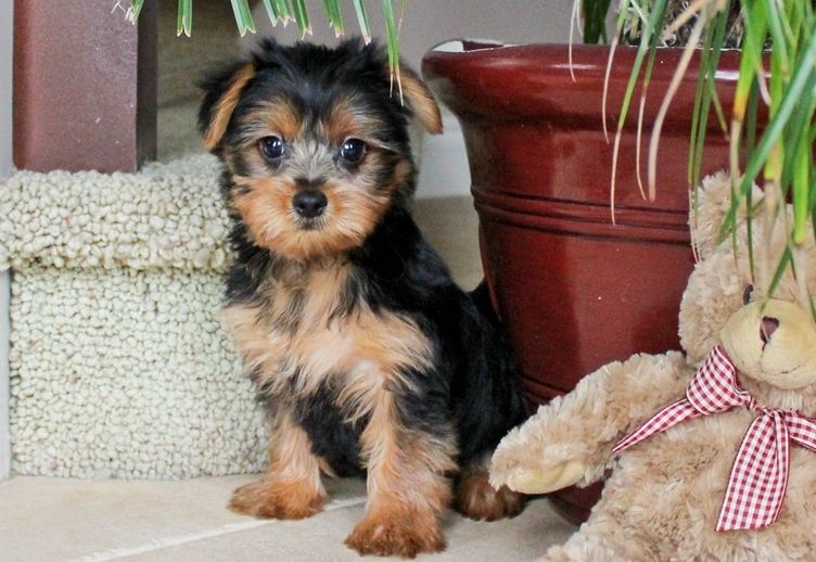 2 Yorkie puppies for sale in EC1N - Image 3