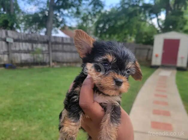 2 Yorkie puppies for sale in Dunoon, Argyll and Bute - Image 1