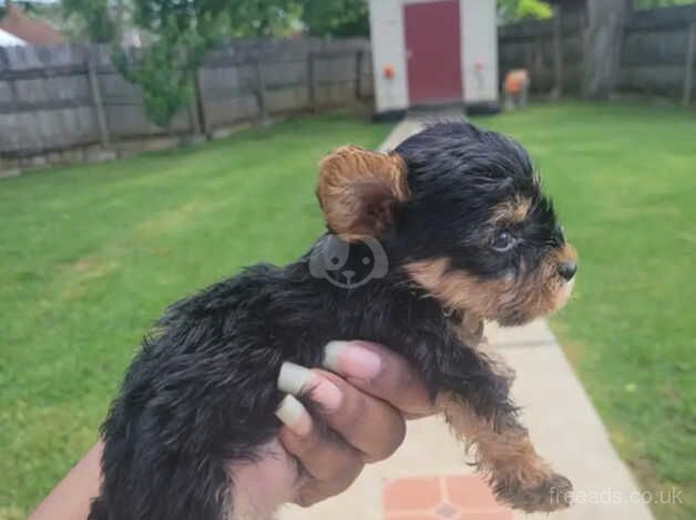 2 Yorkie puppies for sale in Dunoon, Argyll and Bute - Image 2